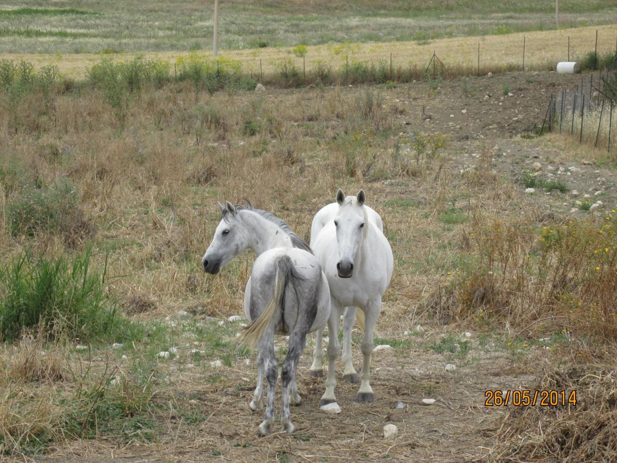 Agriturismo Reggia Saracena Agrigento Kültér fotó